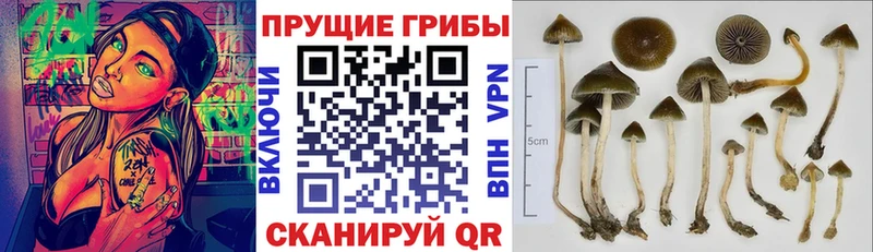 Галлюциногенные грибы Magic Shrooms  Болотное 